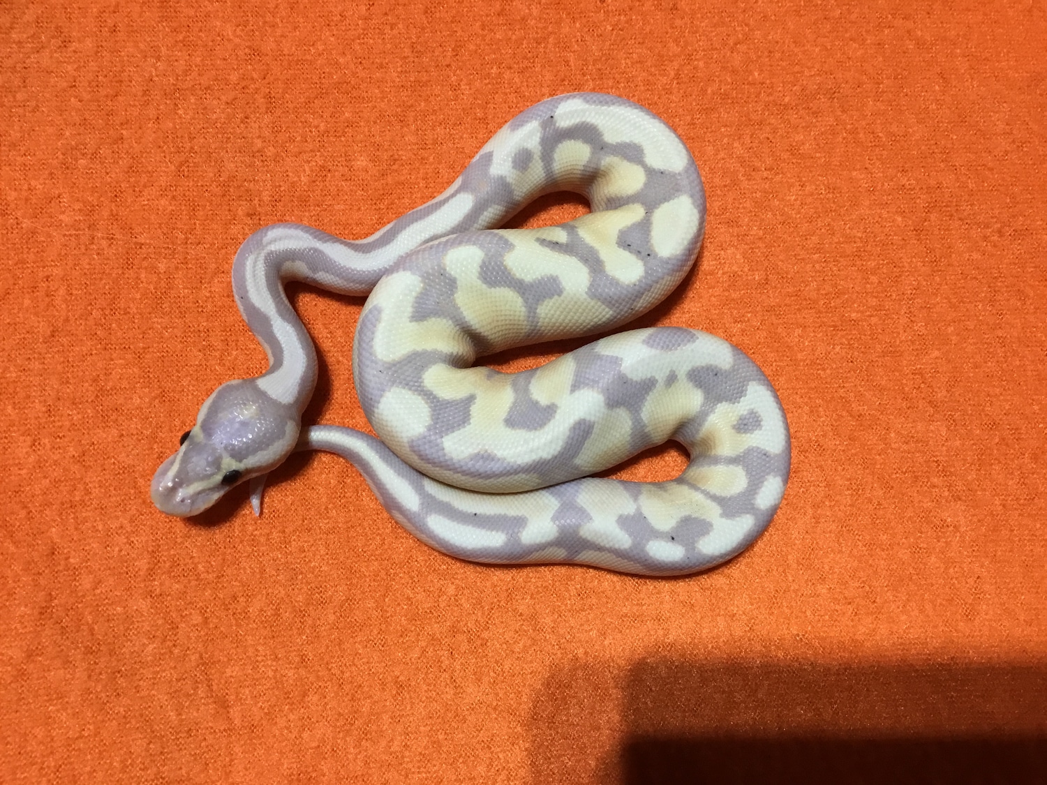 Sauce Banana Yellow Belly Ball Python by Dixie Reptiles MorphMarket