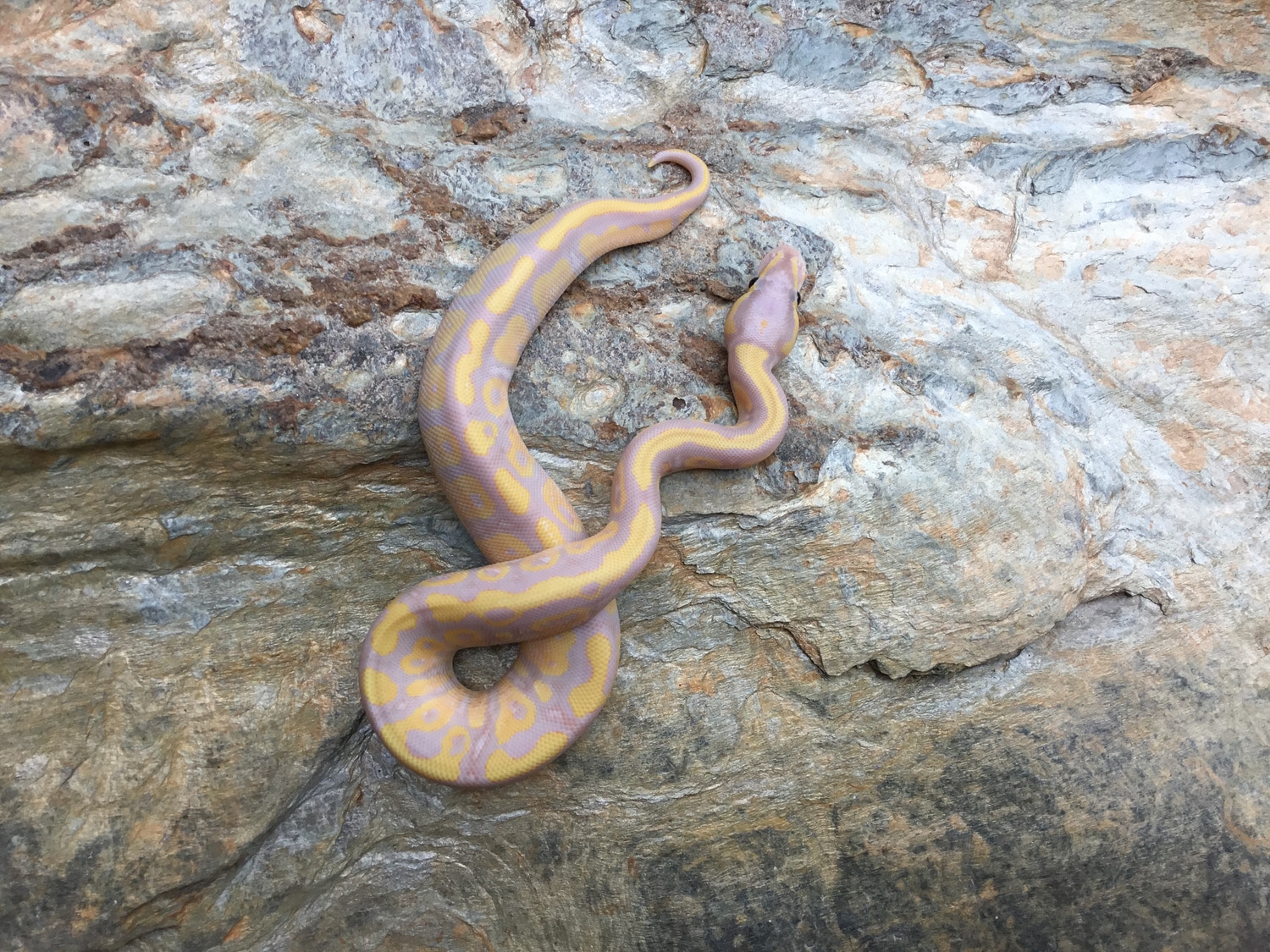 Banana Fire Yellow Belly Ball Python by Dixie Reptiles MorphMarket
