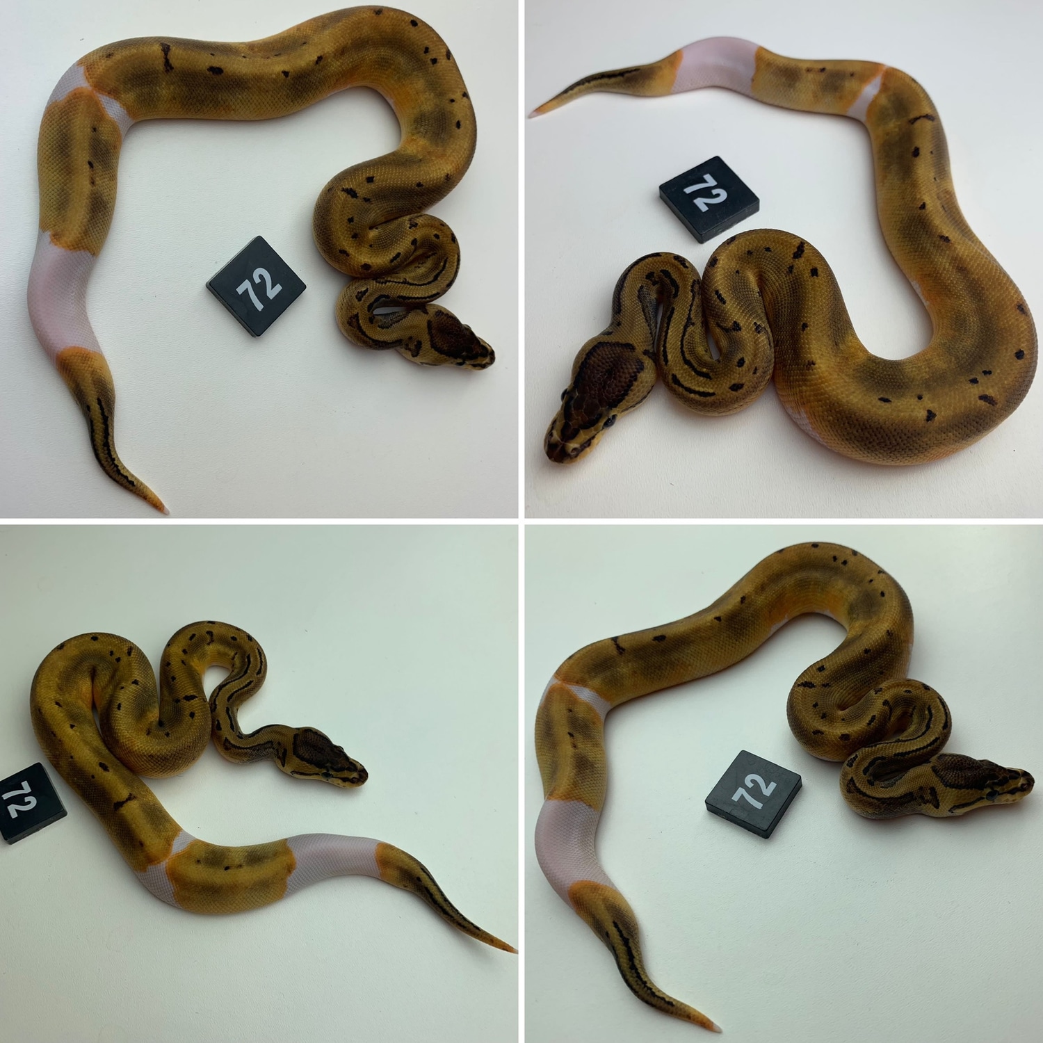 Lemon Blast Pied Ball Python by D & Jo's Pythons - MorphMarket