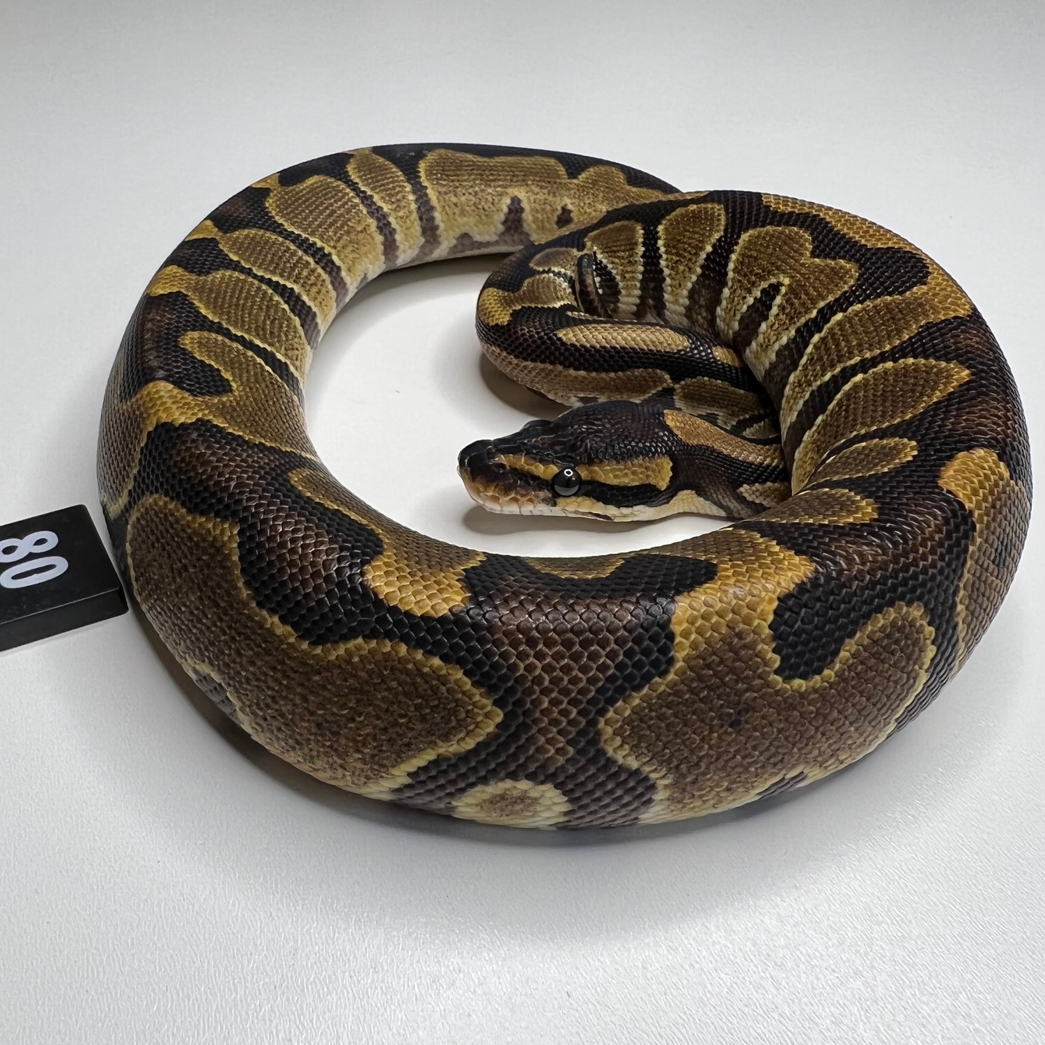 Stunning Classic In All Her Natural Glory Ball Python by D & Jo's Ball ...