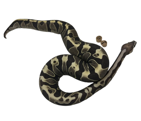 Scaleless Super Microscale 66% Het Albino Ball Python by D & Jo's Ball ...