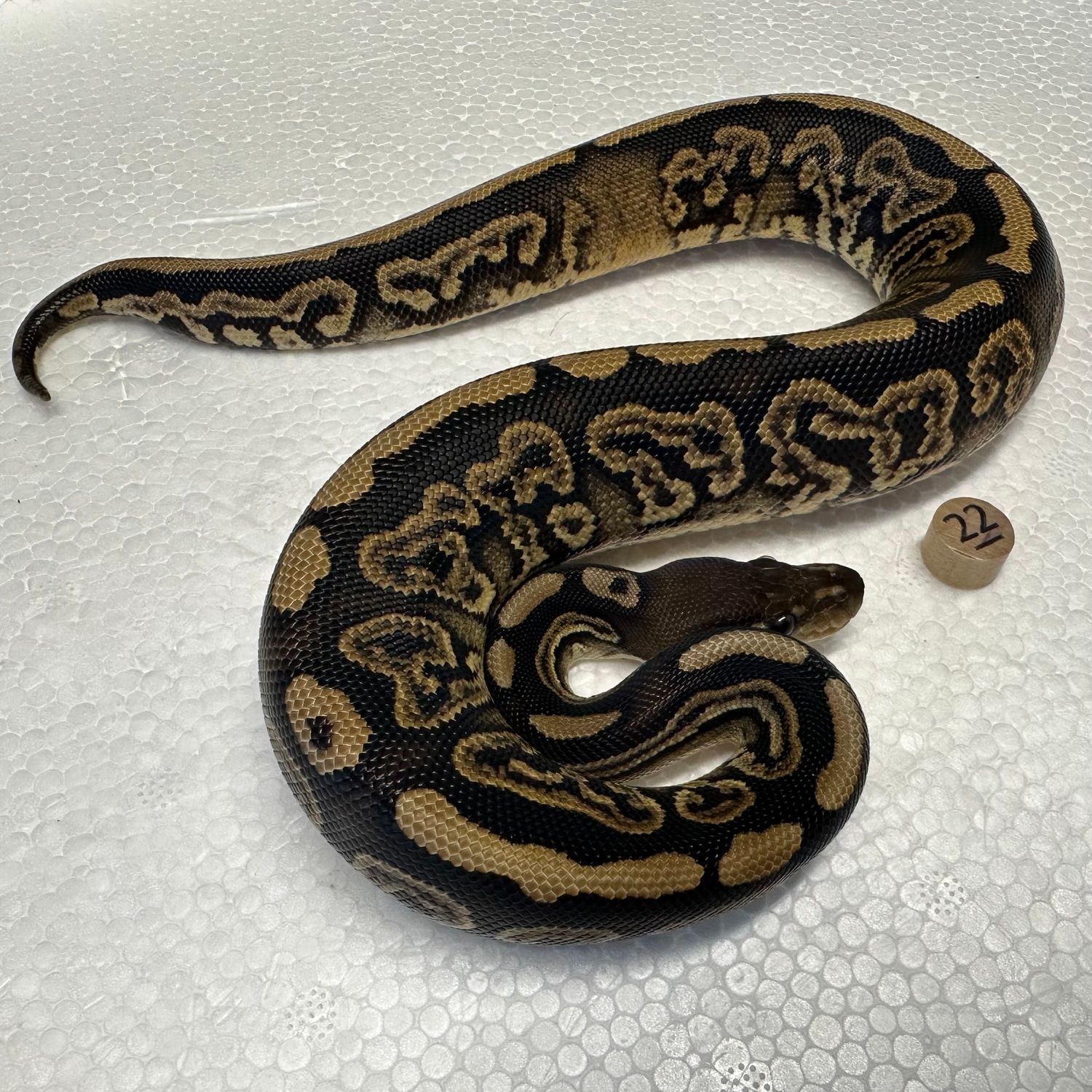 Black Pastel 66% Pied 50% Het Albino Ball Python by D & Jo's Ball ...