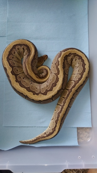 Jigsaw Double Het Tri Stripe/Hypo Ball Python by ...