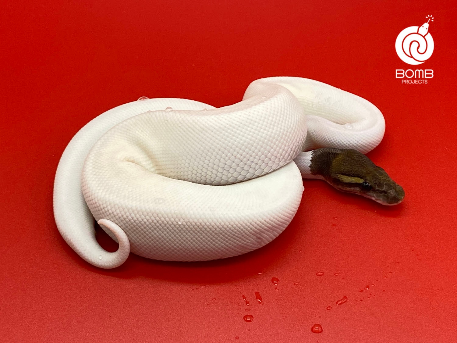 Mystic Pied Ball Python by Bomb Projects - MorphMarket