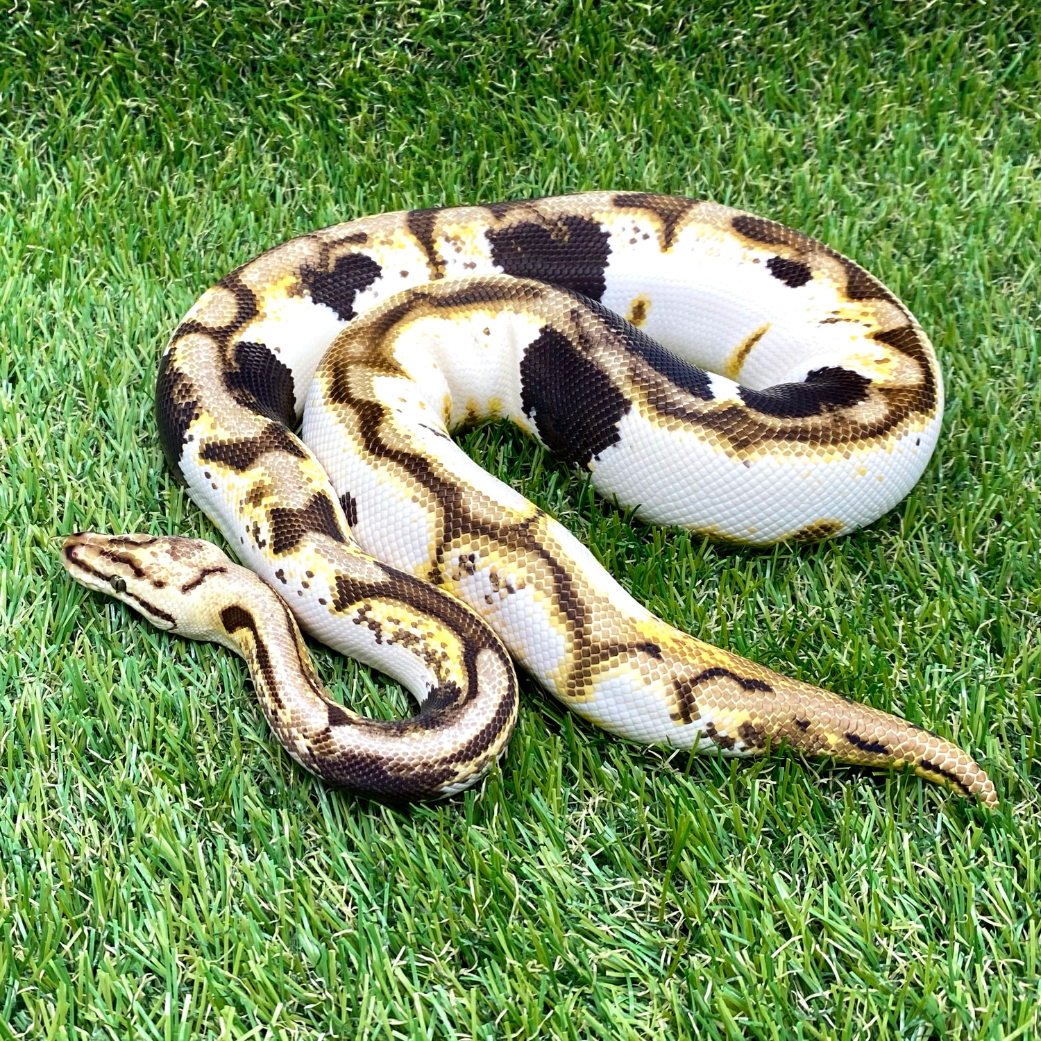Pastel Fire Pin Calico Cin Spider Paradox - RTB Ball Python by Bomb ...