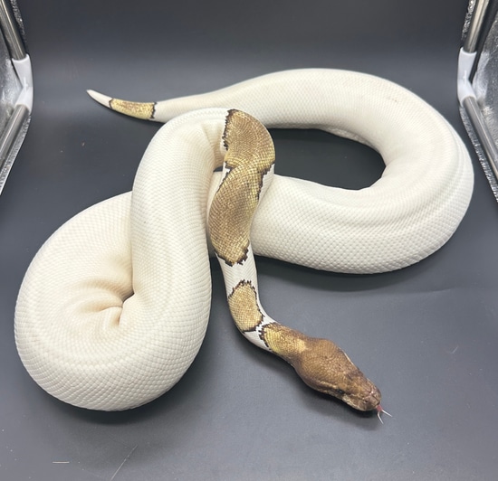 Mystic Pied Ball Python by Bomb Projects