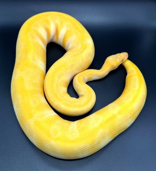 RTB Super Enchi Rainbow Ball Python by Bomb Projects