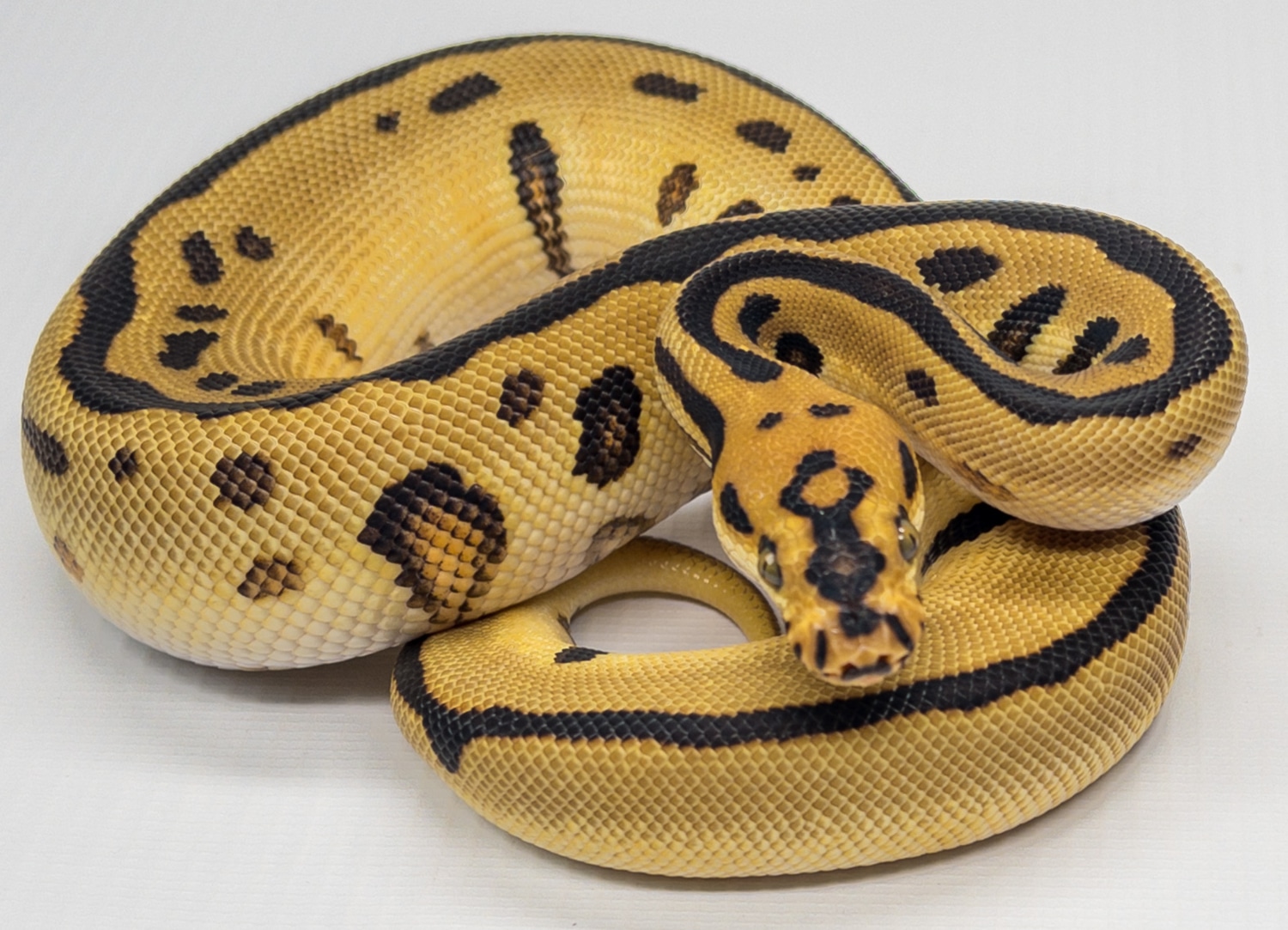 Enchi Batman Ball Python by Twisted Matrix Morphs - MorphMarket