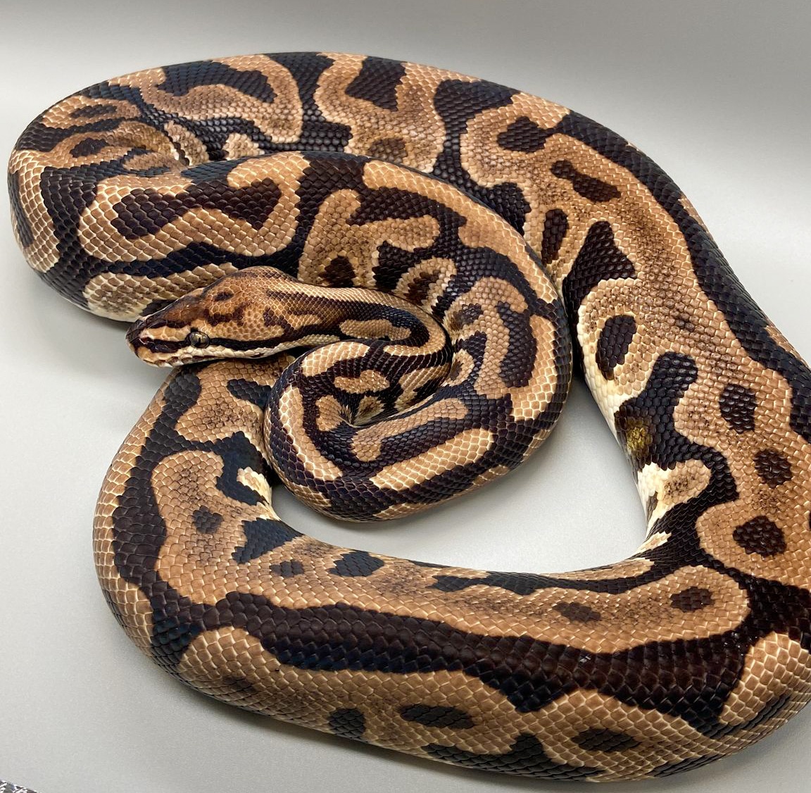 Spotnose Leopard Dh Dg Clown Ball Python by Wildracks - MorphMarket