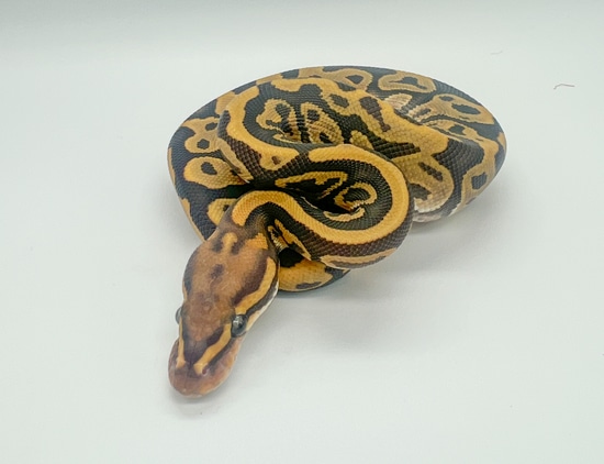 Leopard Hypo 50% Het Piebald Ball Python by Twisted Matrix Morphs