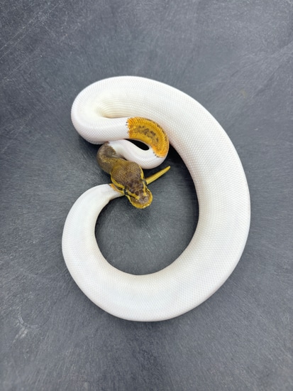 Pastel Pin Pied Het Ultramel Ball Python by Twisted Matrix Morphs