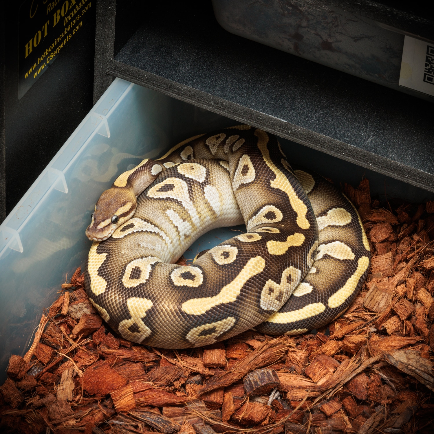 Chocolate Mojave Dh Hypo Clown Ball Python by Rubber City Royals LLC ...