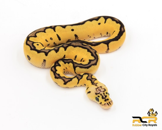 Pastel Clown Het Axanthic (VPI) Pos Blade Ball Python by Rubber City ...
