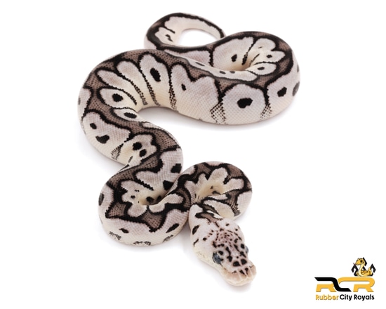 Pastel Axanthic (VPI) Clown Ball Python by Rubber City Royals LLC