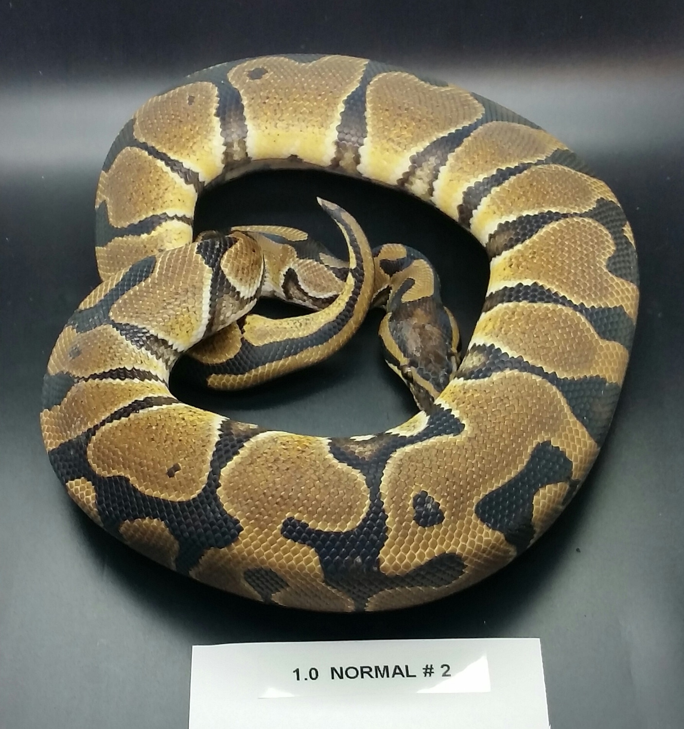 Blade Genetic Banded Type Dinker Ball Python by Monroe Morphs LLC ...