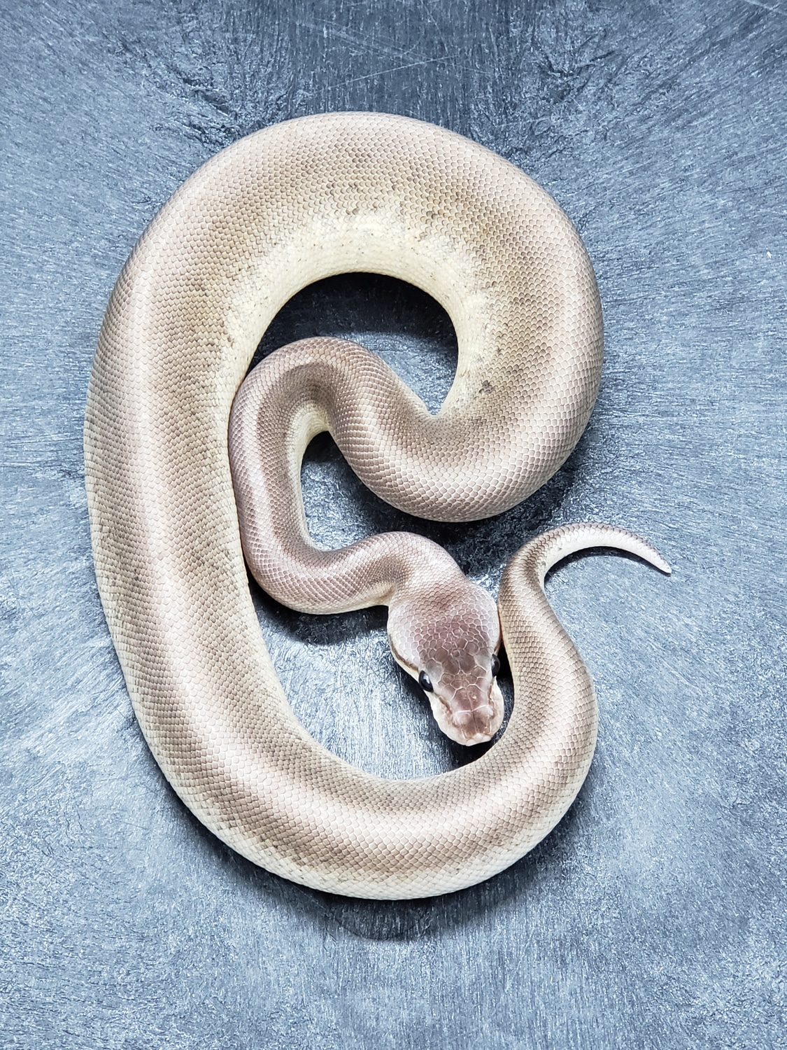 Silver Bullet Pinstripe Ball Python by Monroe Morphs LLC - MorphMarket