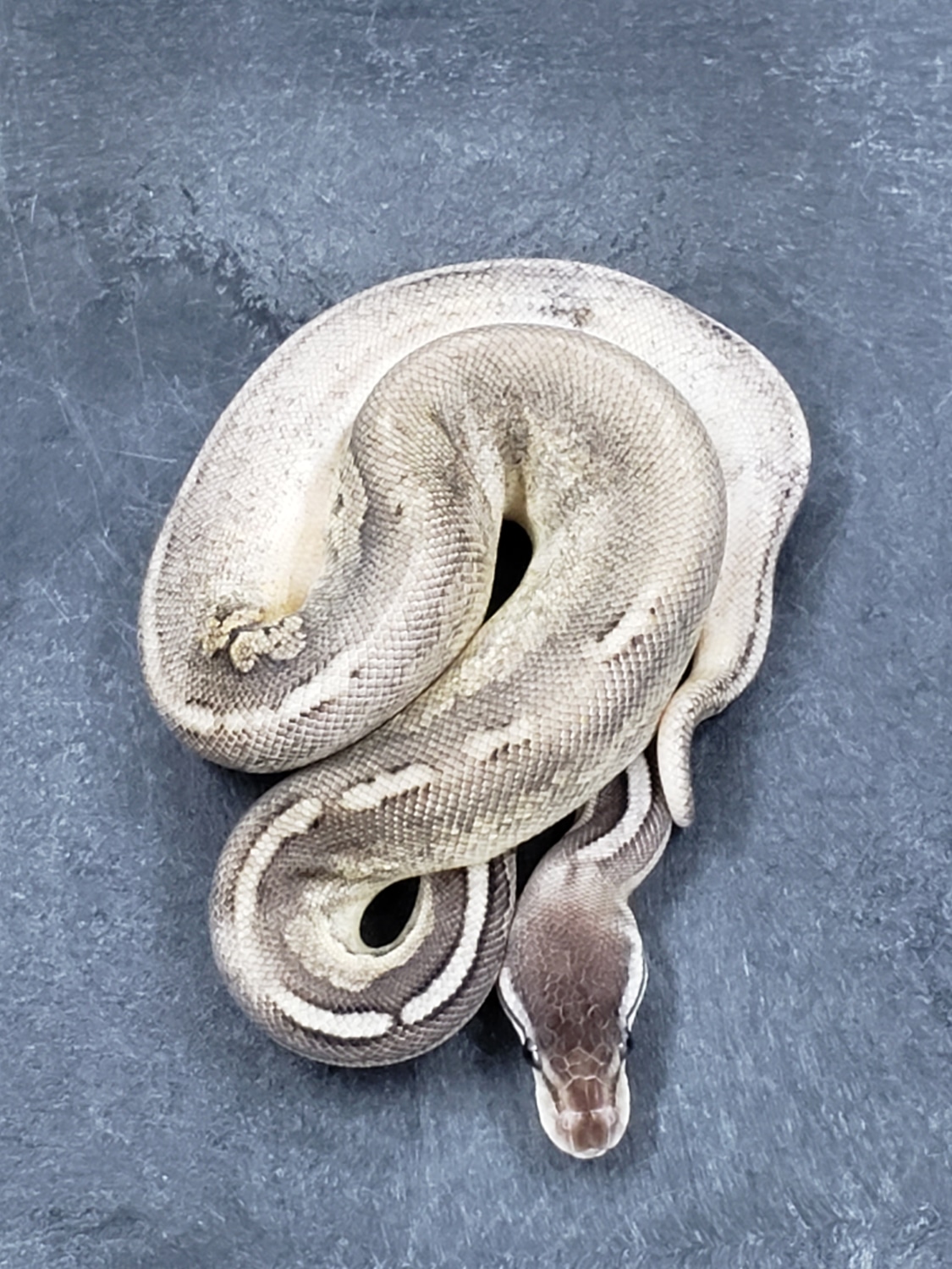 Pewter Yellow Belly Ball Python by Monroe Morphs LLC MorphMarket