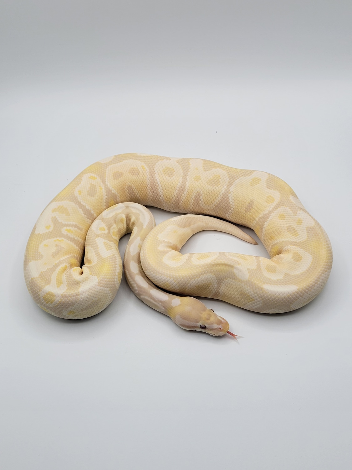 Lavender Snow Ball Python by Monroe Morphs LLC - MorphMarket