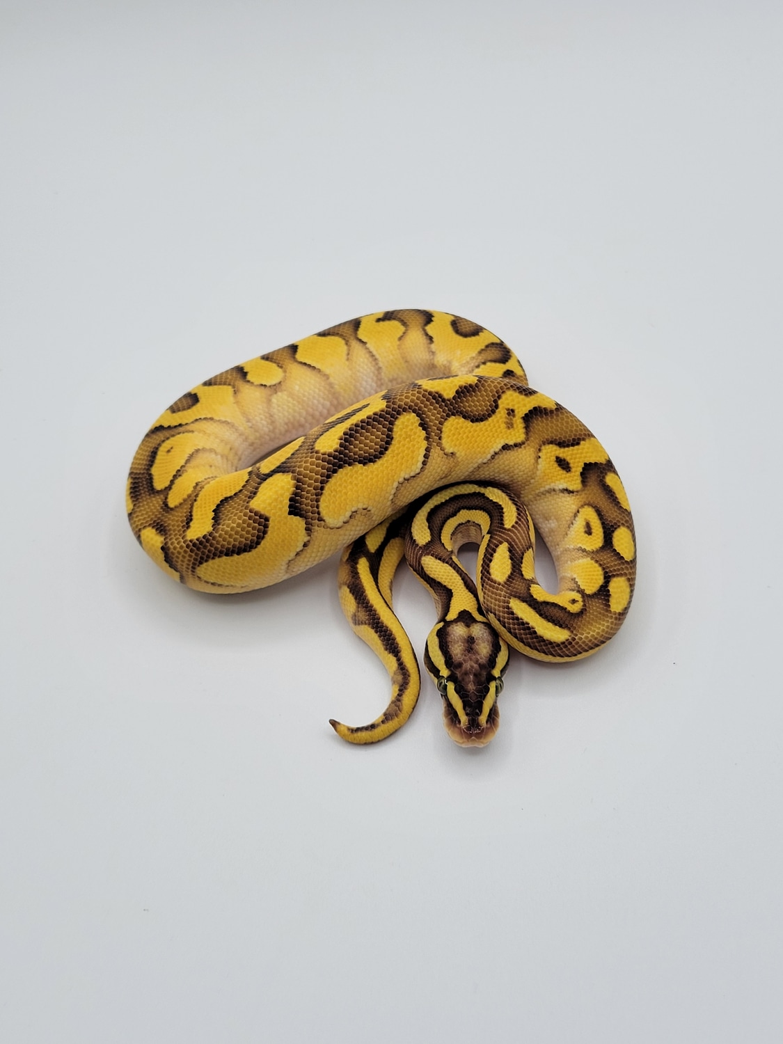 Enchi Lesser Pastel Yellowbelly Ball Python by Monroe Morphs LLC ...