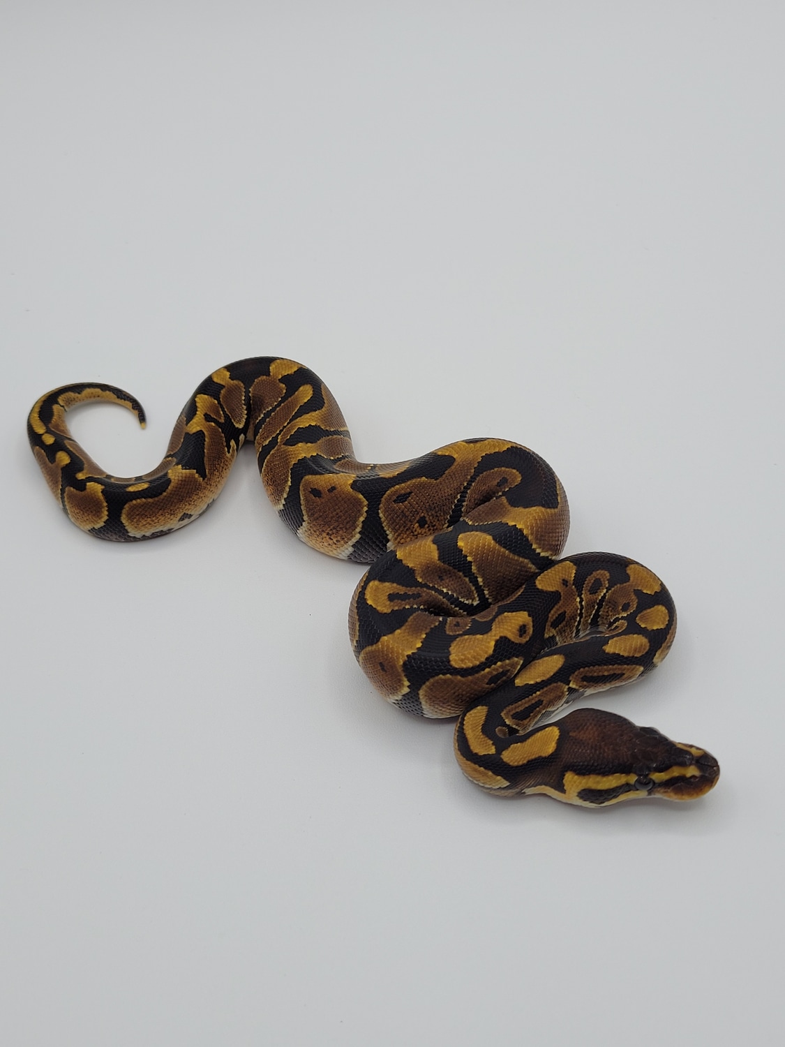 Normal Ball Python by Monroe Morphs LLC - MorphMarket