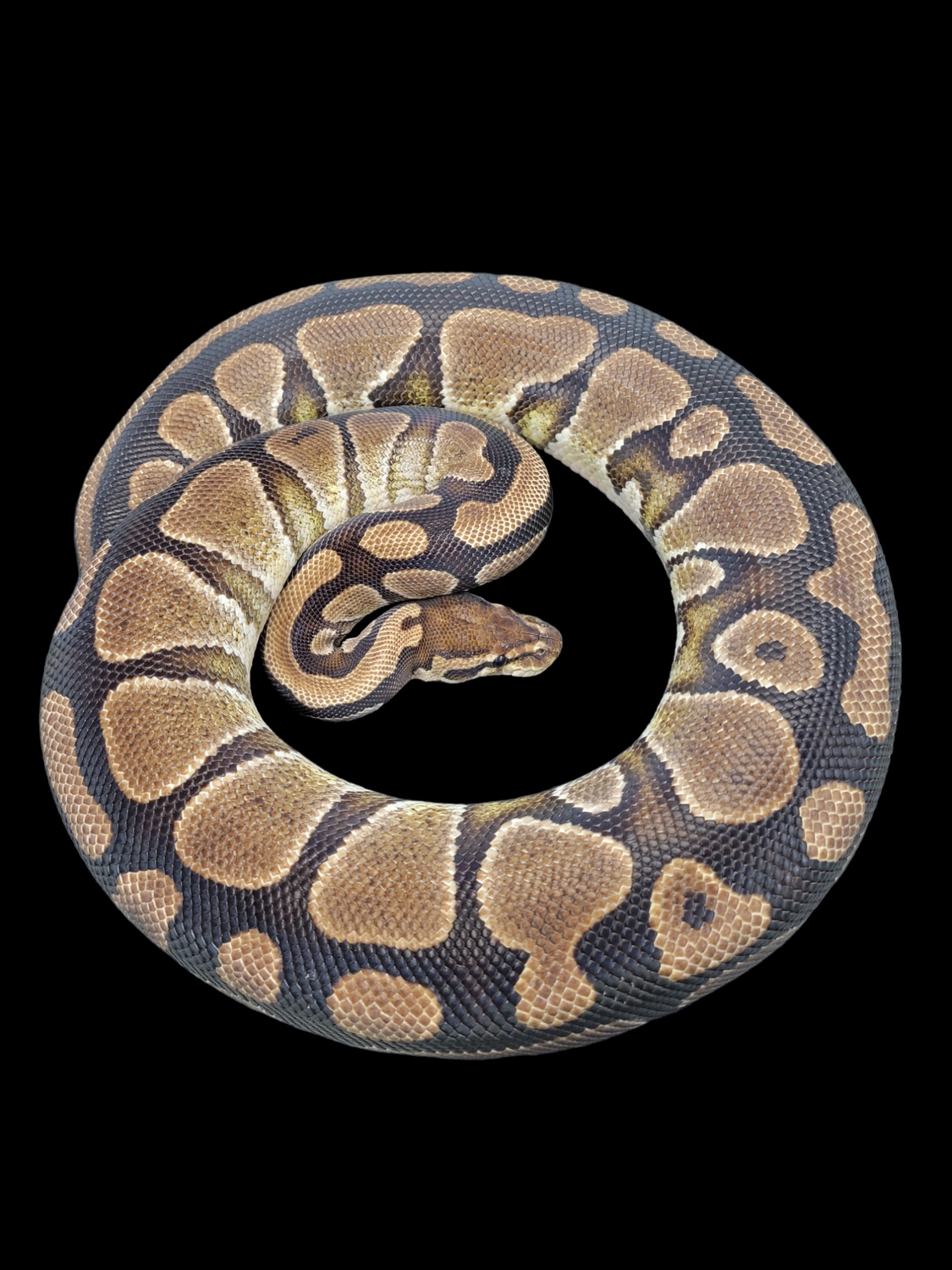 Normal Ball Python by Monroe Morphs LLC - MorphMarket