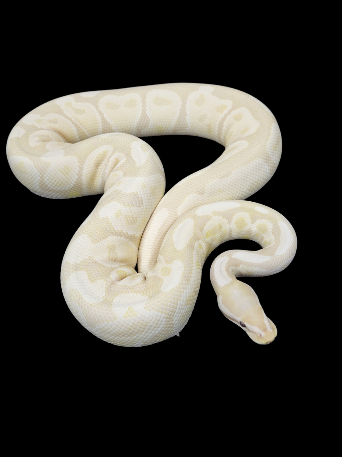 Lavender Snow Ball Python by Monroe Morphs LLC - MorphMarket