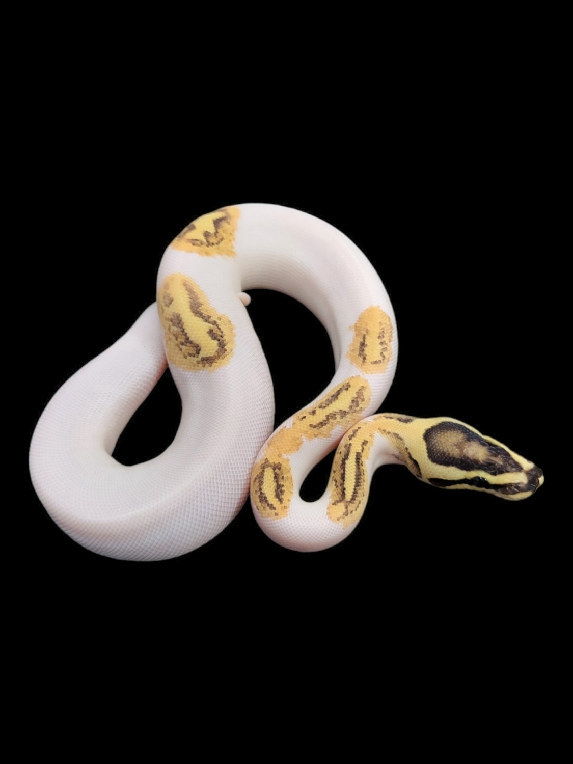Enchi Fire GeneX Yellow Belly Pied Het Axanthic (VPI) Ball Python by ...