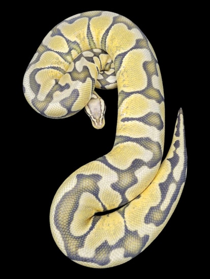 Hypo Pastel Enchi 100% Het Desert Ghost Ball Python by Monroe Morphs LLC