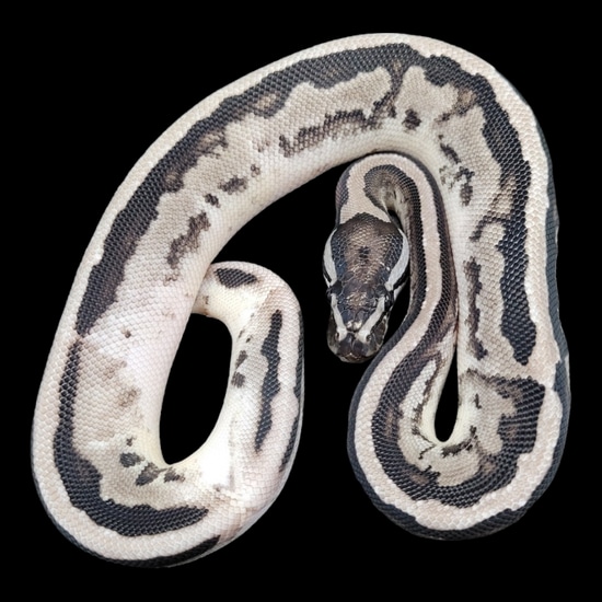 Axanthic (VPI) Pied Ball Python by Monroe Morphs LLC