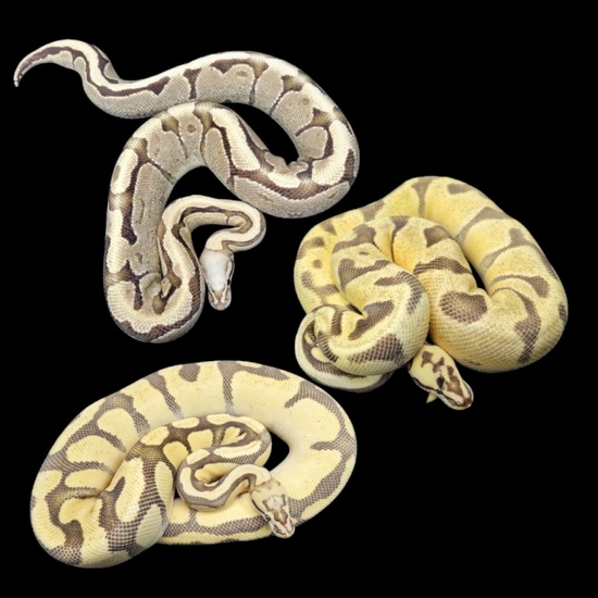 GROUP 1.2 Breeder Adults | Super Vanilla Super Enchi Orange Dream ...