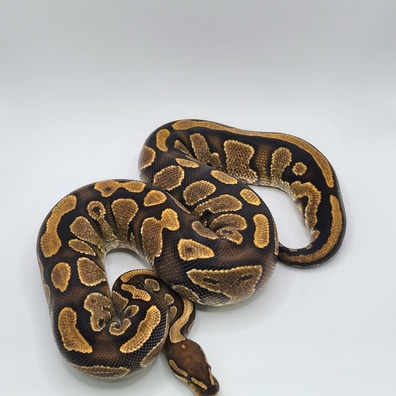 Vanilla Cream Enchi Orange Dream Leopard Yellowbelly Pied 50