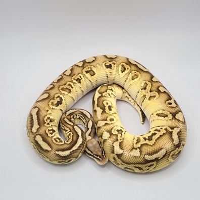 Vanilla Cream Enchi Orange Dream Leopard Yellowbelly Pied 50