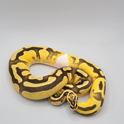 美品✨アメリ AMERI CLOUDY PYTHON ALL IN ONE Vanilla Axanthic (VPI) Het Clown Ball Pythons by Monroe