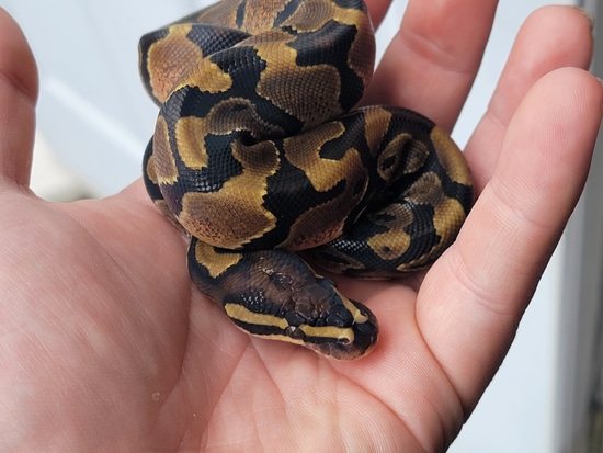 Normal Het Pied Ball Python by Serpenotics