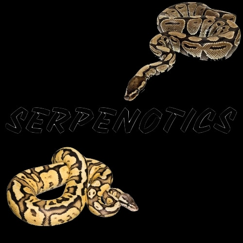 Store Bulk List For Sale Ball Python