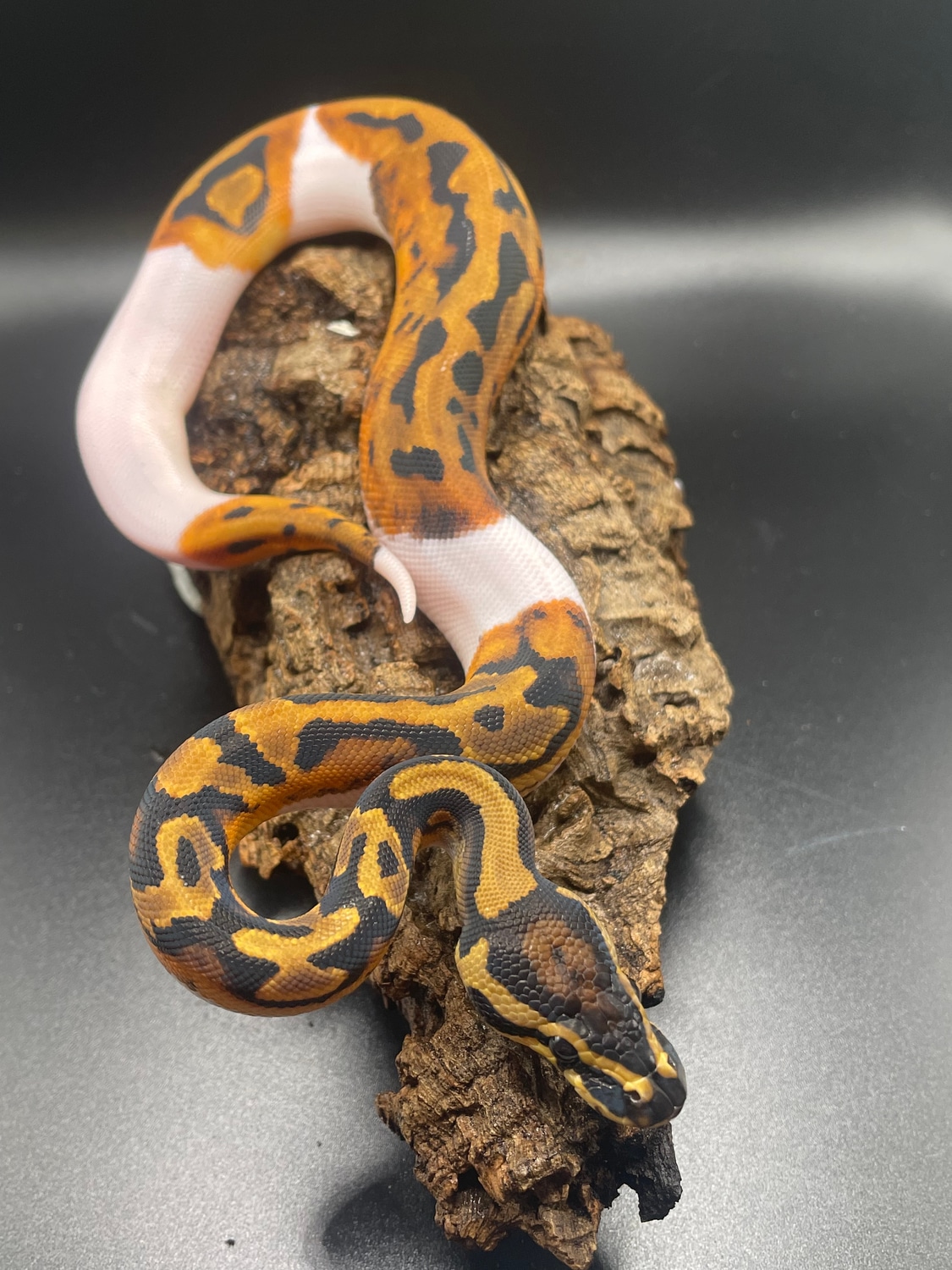 Leopard Pied Ball Python by 2020 Royal Morphs - MorphMarket
