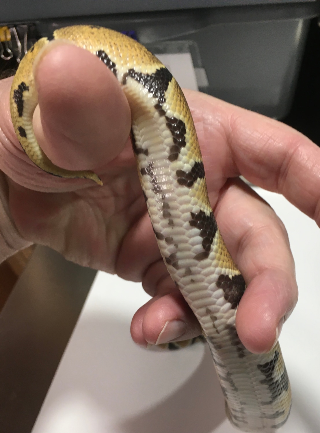 Normal 100%het Lav 66%het Pied Ball Python by Dok's Balls - MorphMarket
