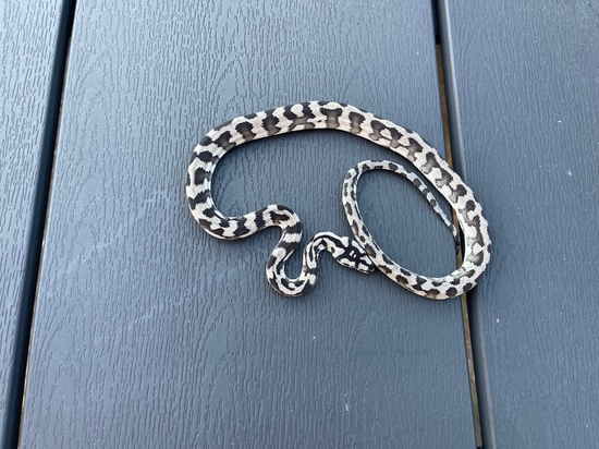 Axanthic Morelia Spilota Harrisoni Irian Jaya Carpet Python by DK Pythons