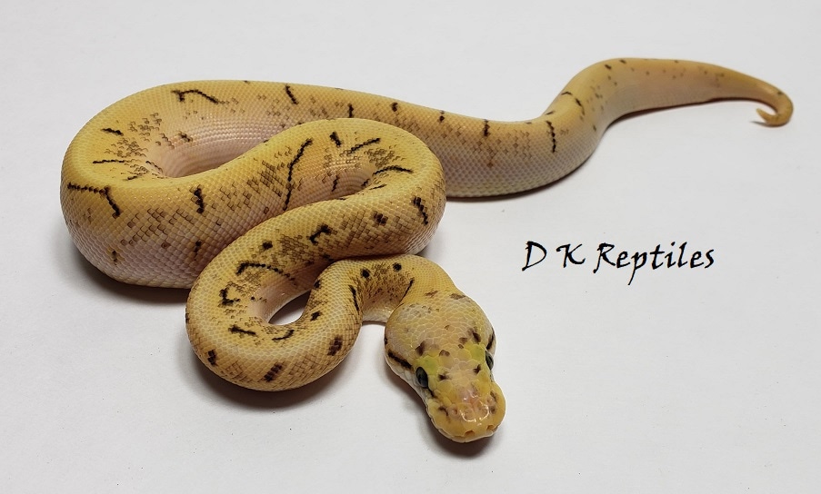 Enchi Spinner Blast Ball Python by D K Reptiles MorphMarket