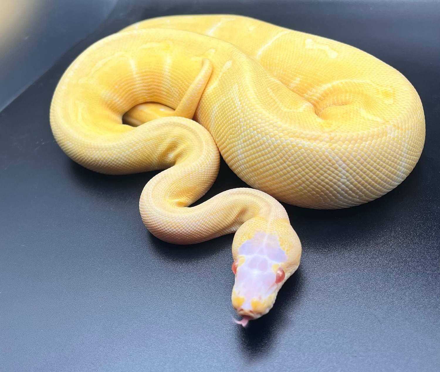 Scaleless Head Albino Lemon Blast Ball Python by Knowmad Exotics ...