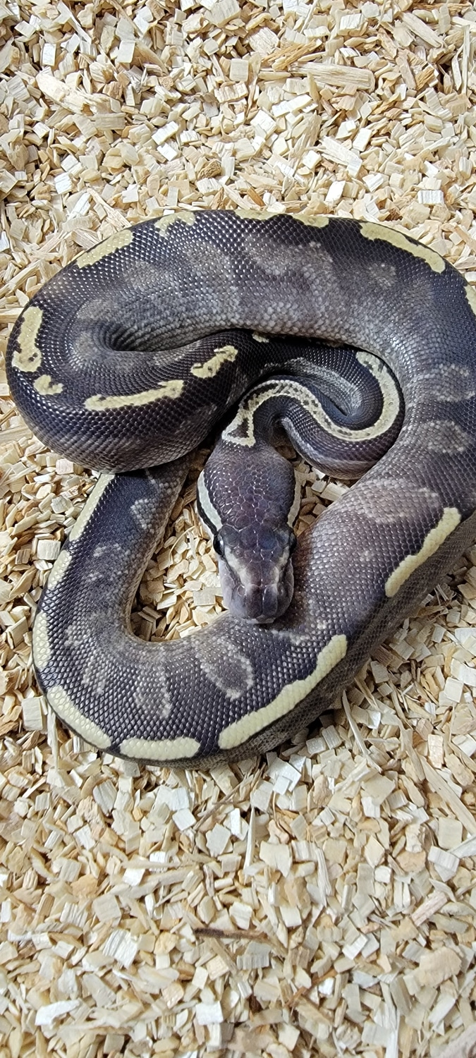 royal python or ball python python regius Images... Ghi Mojave Leopard Fire 100% Het Sunset Ball Python by D.T.'s Balls ...