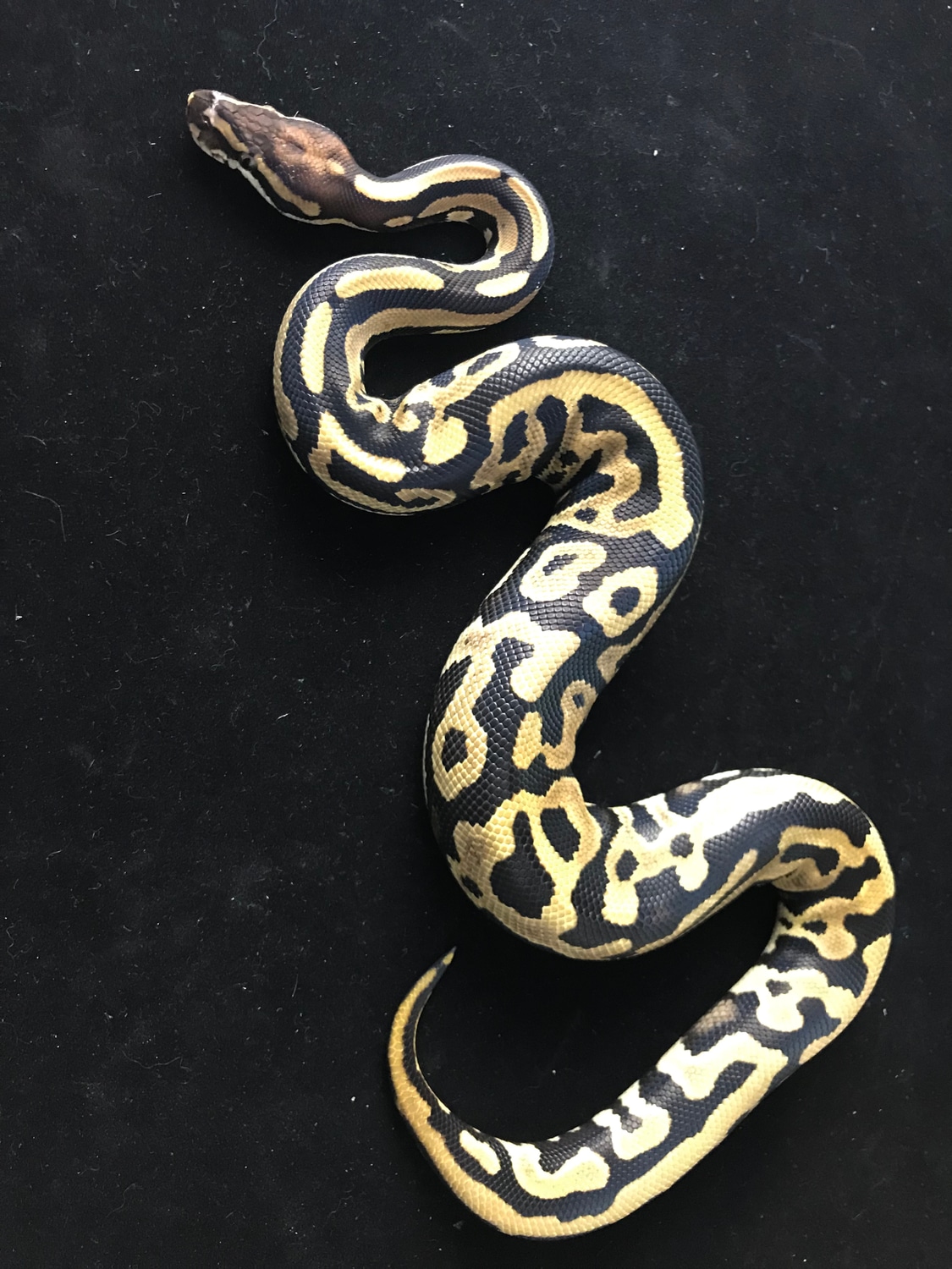 BLACK FRIDAY SPECIAL Leopard Spotnose *possible Phantom Ball Python by