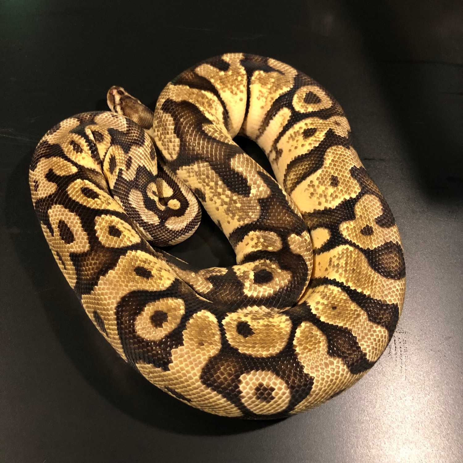 Pastel Female Ball Python by Iowa Family Exotics & Rescue - MorphMarket