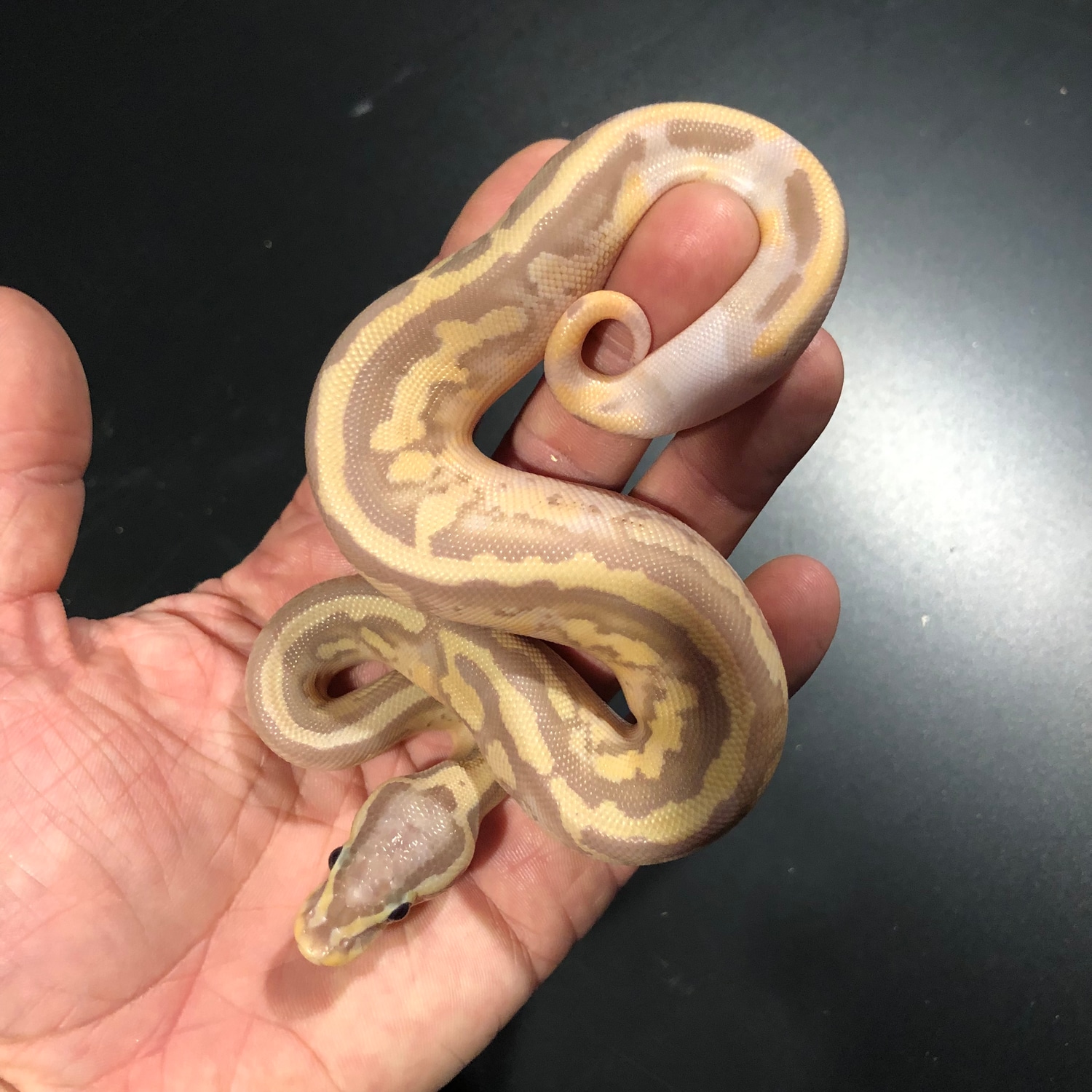 Low White Pastel Banana Piebald Ball Python by Iowa Family Exotics ...