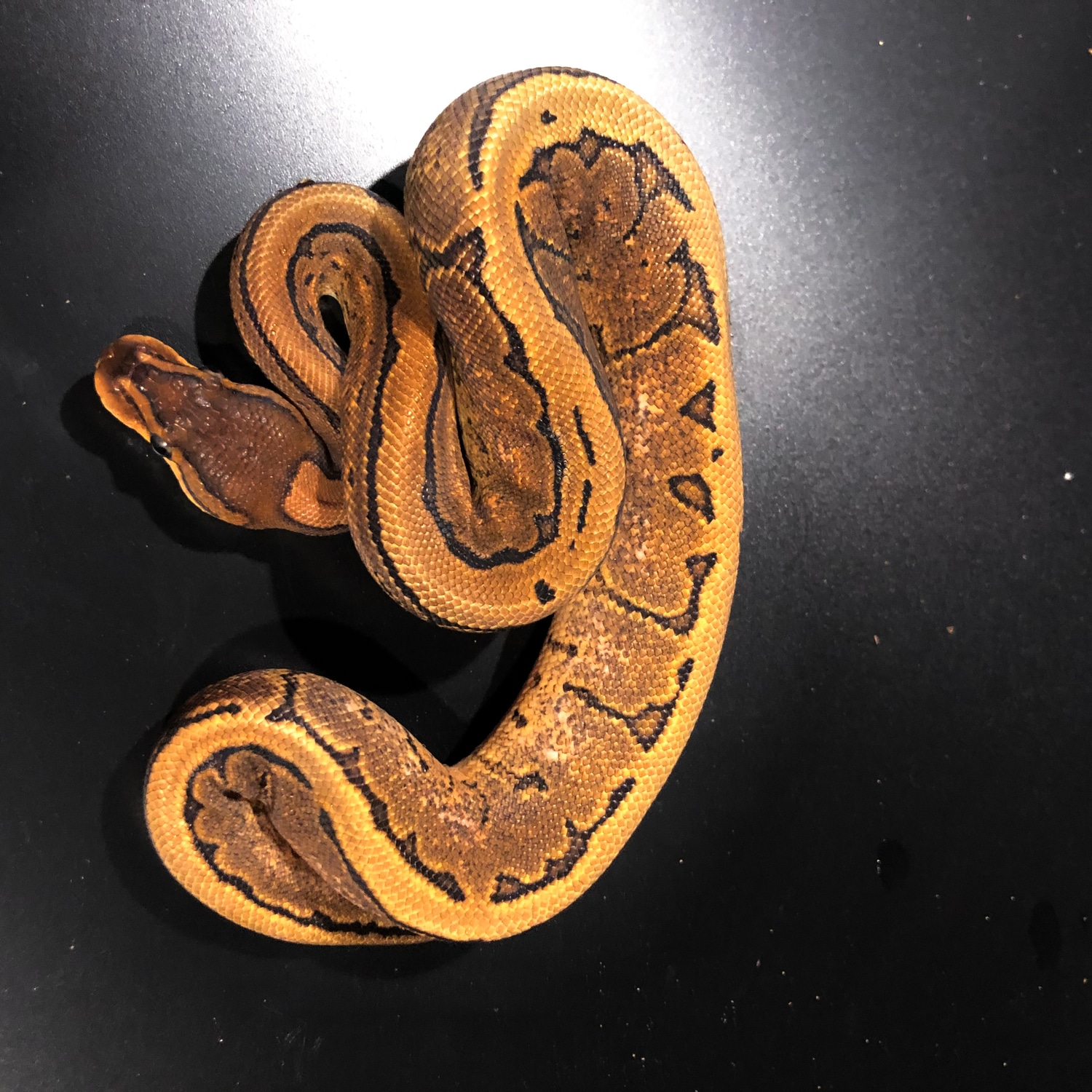 *WINTER CLEARANCE* Sugar Pinstripe Ball Python by Iowa Family Exotics ...