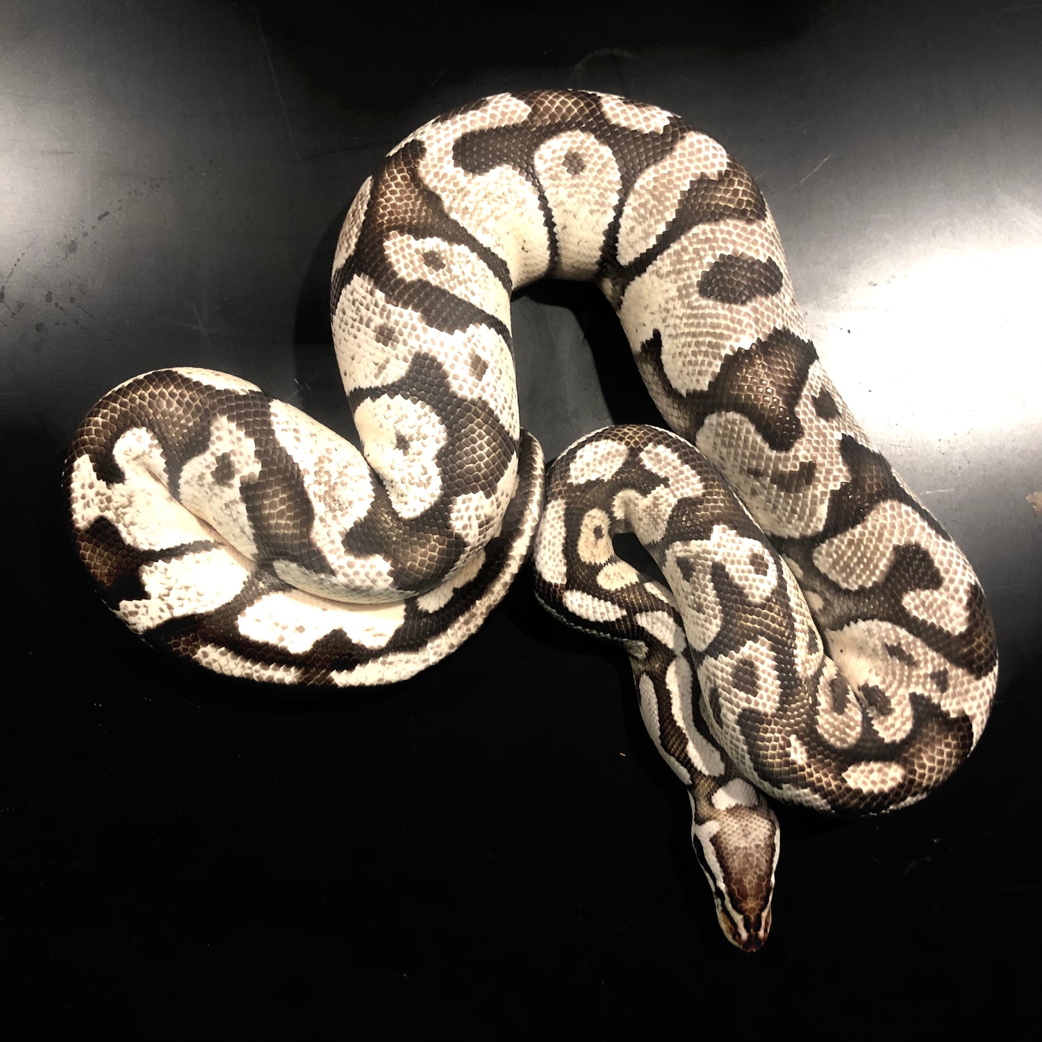 Firefly VPI Axanthic Ball Python by Iowa Family Exotics & Rescue ...