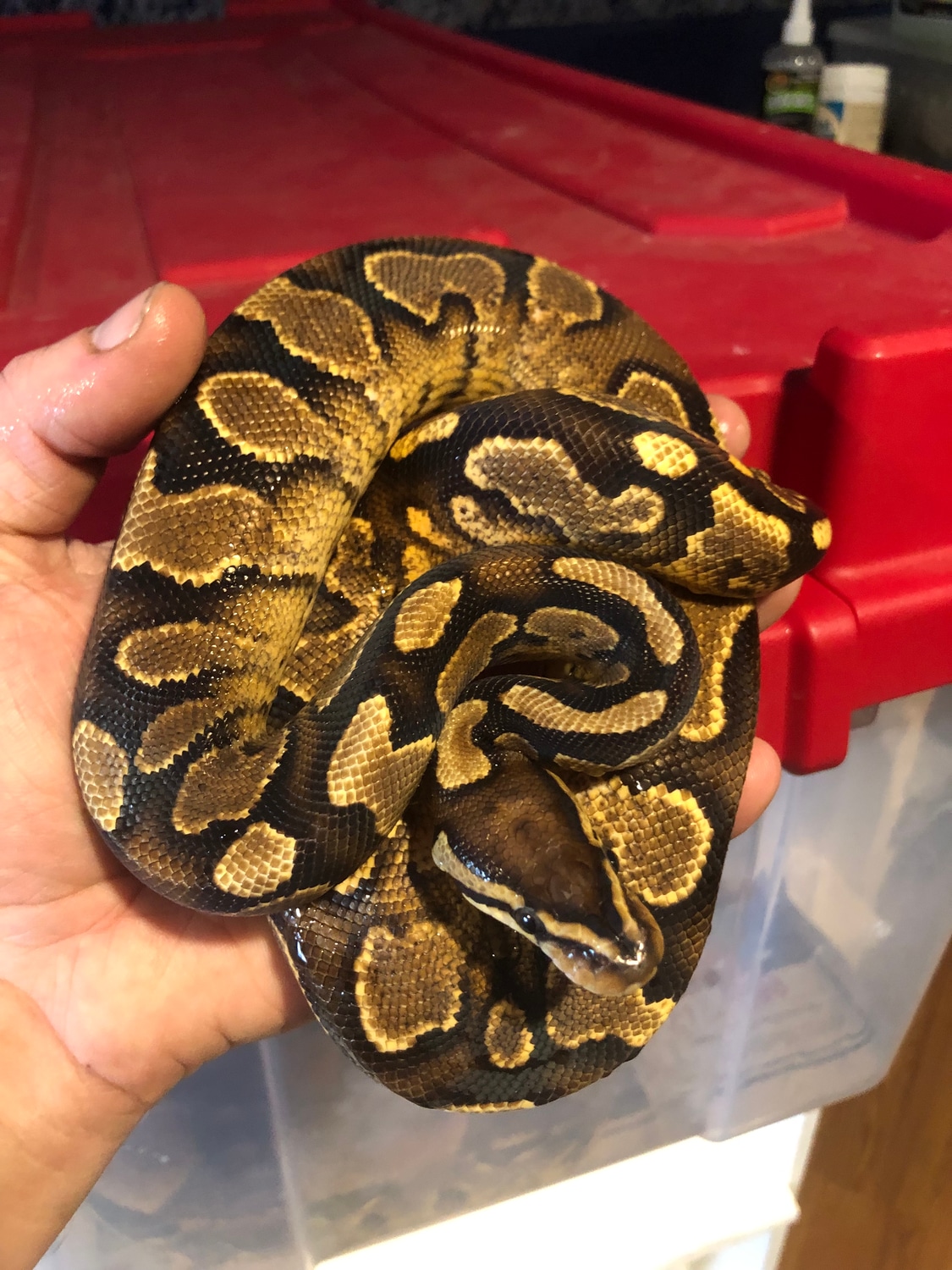 Calico Yellow Belly Ball Python by Iowa Family Exotics & Rescue