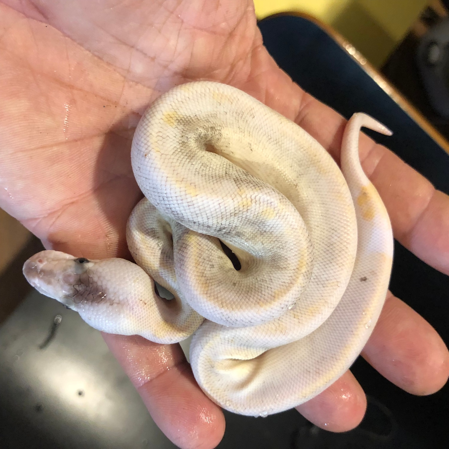 Champagne Cinnamon Fire Pastel Ball Python by Iowa Family Exotics ...