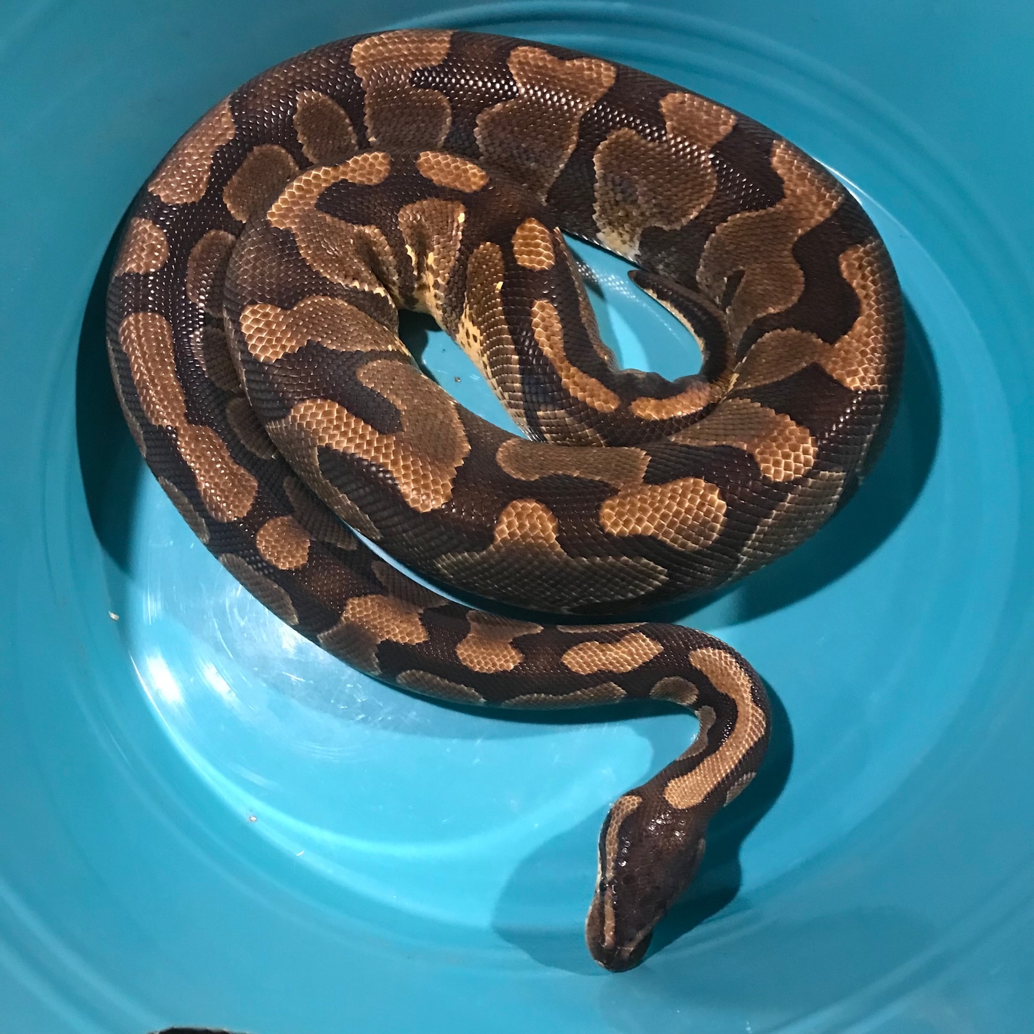 Enchi Proven Female Ball Python by Iowa Family Exotics & Rescue