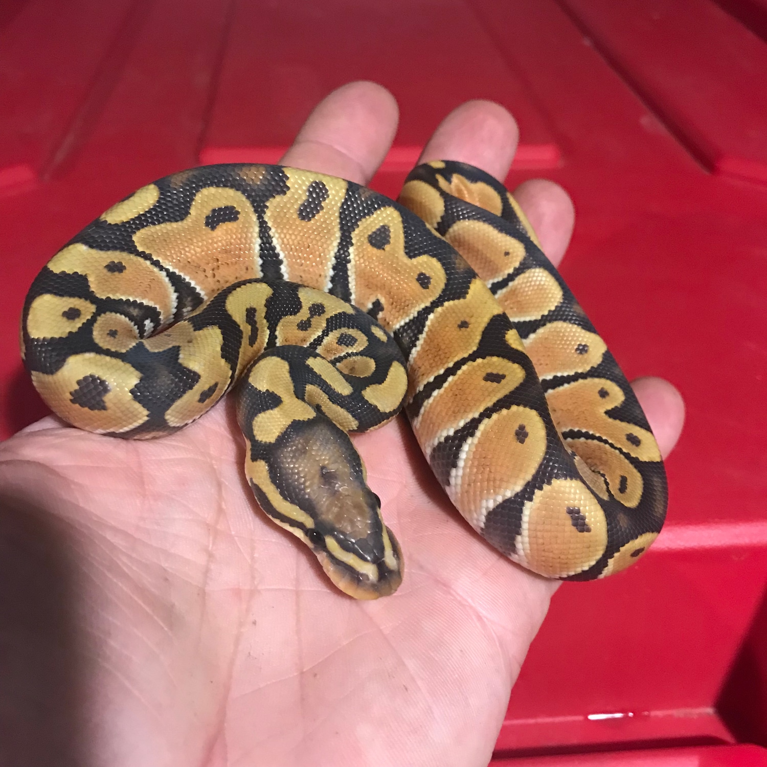 Orange Dream Hypo Female Ball Python by Iowa Family Exotics & Rescue